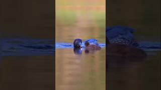Loons #zoology #awesome #foryou #viralvideo #beautiful #wildlife #beauty #nature #motherlove