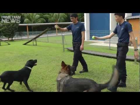 adopt-a-retired-police-dog