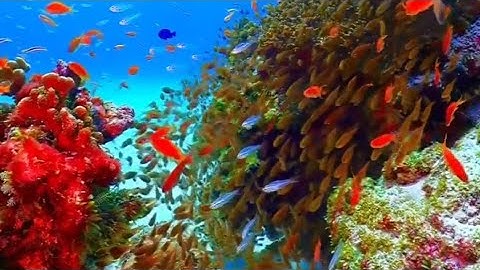 اللهم صل وسلم عليه في كل وقت وحين القارئ هيتم الدخين حفظه الله، اللهم صل وسلم على نبينا محمد