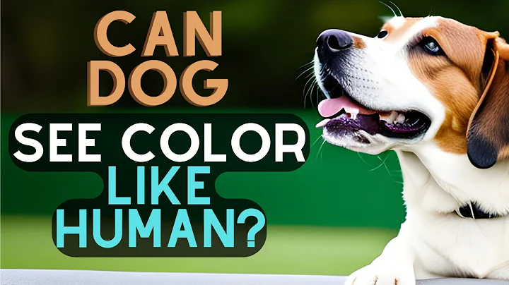 [DOG FACTS] Can Dogs See Colors? The Truth About Your Dog's Vision | Tips for Puppy | ShikyFAV