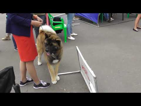 Акита, видео с выставки собак в Великом Новгороде