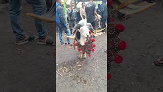 pdp putra garut #dombatangkas #pedagangdombagarut #senisunda #dombagaruttandukmewah #dombagarut