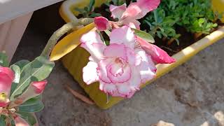 Adinium Repoting Prosees