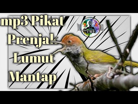 prenjak lumut gacor#prenjaklumutgacor #prenjakgunung #shorts