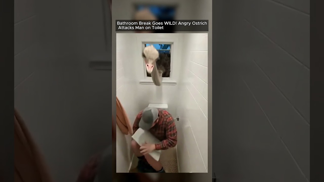 A Man's Worst Nightmare: Ostrich Bathroom Invasion!