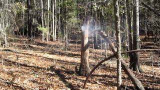 Tree Stump Explosion