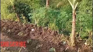 mengunjungi kampng citapen
