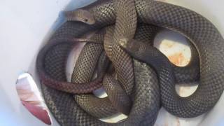 Mating brown snakes Wealth