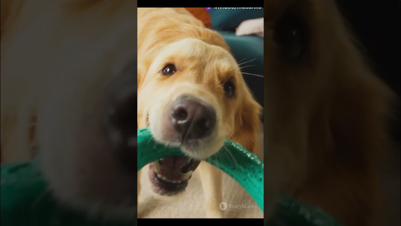 Top 5 Super Dogs You Must See!