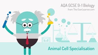 AQA GCSE 9-1 Biology: Animal Cell Specialisation