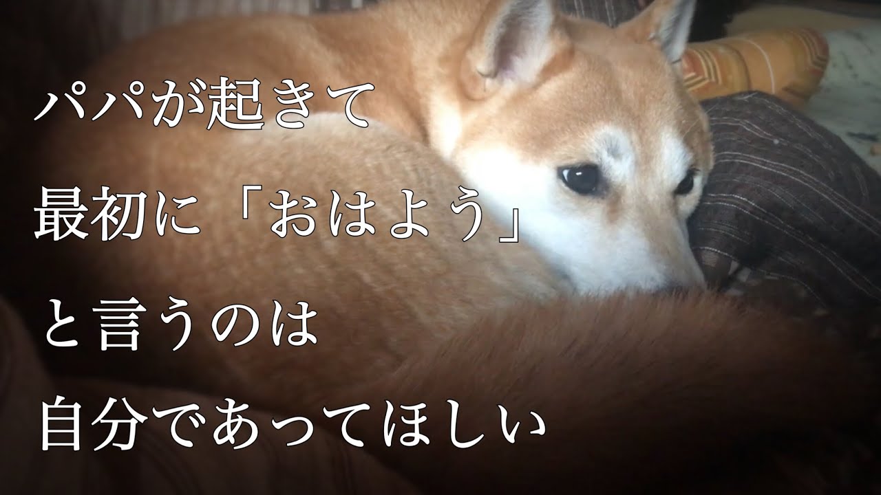 大好きなパパが起きるのを真横で待つ柴犬 Good Morning Dad Youtube