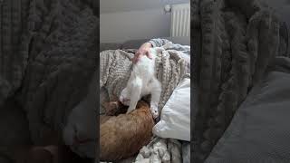 now it all makes sense...#catsoyoutube #orangecat #brainrot #feline #cat #cats