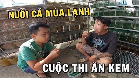 Cuộc thi Ăn Kem cùng với ông chủ trại cá Betta và cách nuôi cá mùa lạnh
