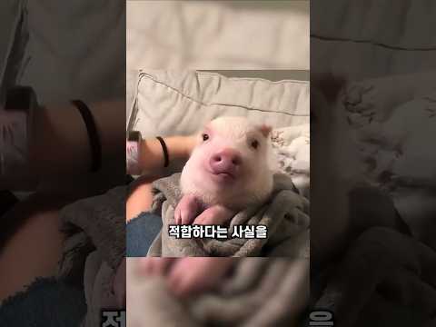 미니 피그와 같이 살게 된다면.. thumbnail