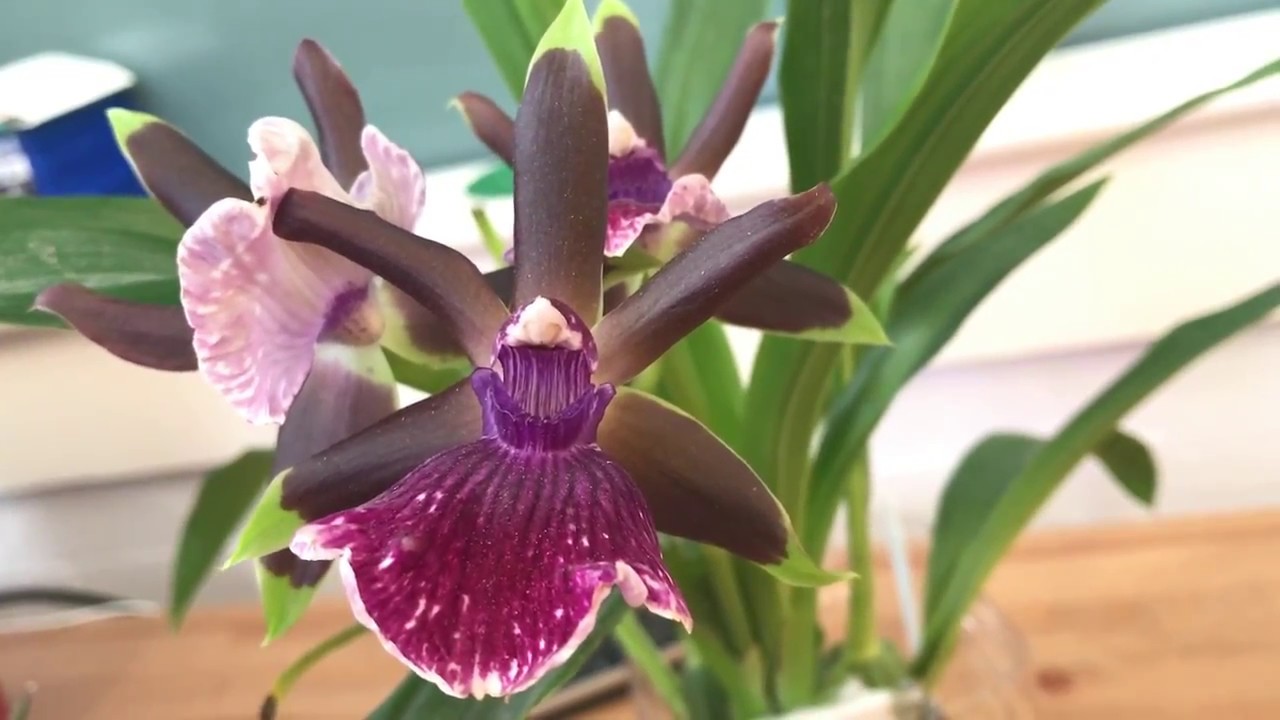 Fragrant Zygopetalum Louisendorf