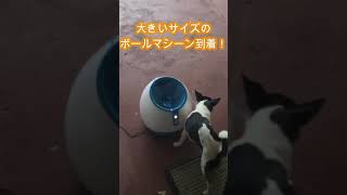 【iFetch】大きなボール用マシーンが届いたボール遊び大好き可愛い子犬のトレーニングうまくできるかな