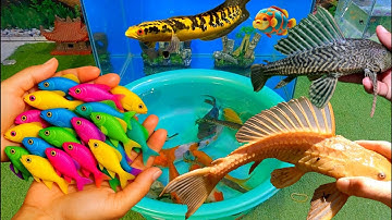 Bắt cá cảnh dễ thương, cá vàng, cá koi, cá trê, rùa, cá trân châu, cá lia thia