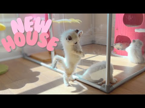 First Time Kittens Explore New House! - YouTube