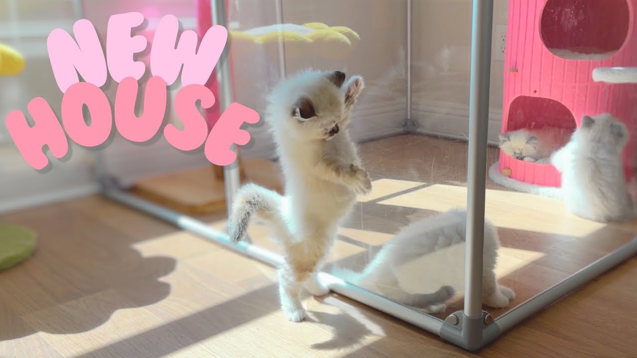 レノックス猫 Playing with Peares First Time Kittens Explore New House! - YouTube