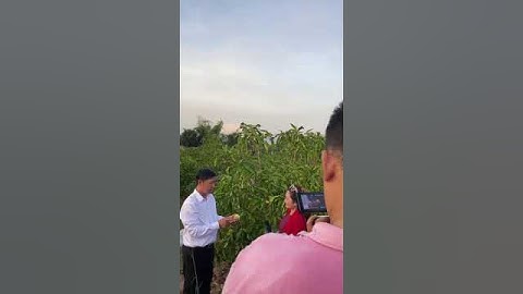 Cận cảnh pha ghi hình của đài VTV tại vườn nhàu #nuoccotnhauphongthao #noni #thanghong #lamdep