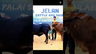 Jelan Cattle Farm ❤️ All beauty ❤️ For Sale #mashaallah #cow #bull #cattleworld #bullfarm #cowlover