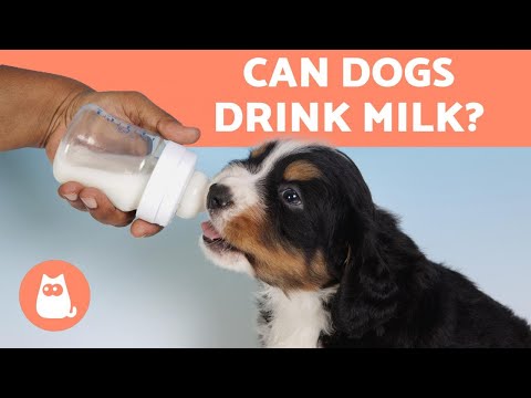 Video: The Benefits And Harms Of Cow's Milk For Puppies