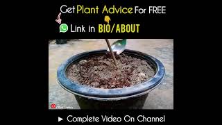 Free &amp; Organic Sources of Potassium For Plants?