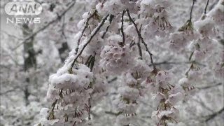 満開の桜に雪化粧　東京では48年ぶりの低い気温に（13/04/21）