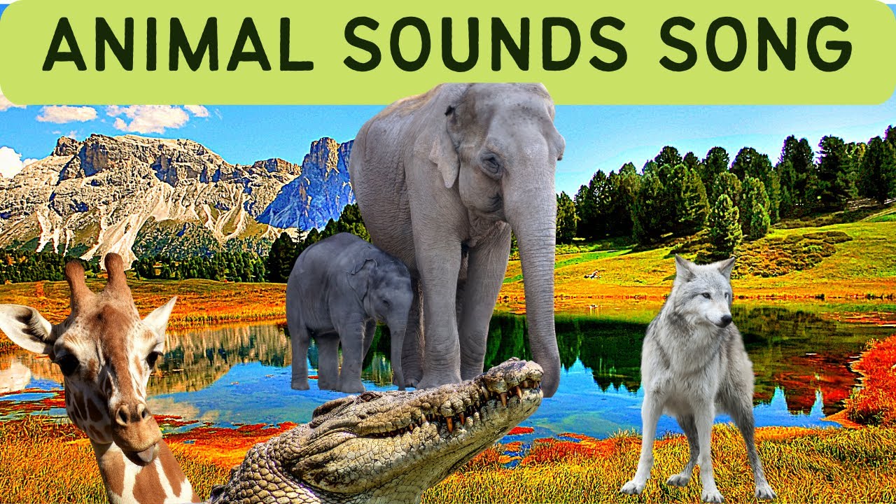 Learn animal sounds - enjoy the sounds of the wild. Animal sounds: cow ...