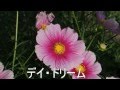 いろいろなコスモスたち
