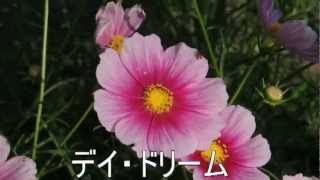 いろいろなコスモスたち