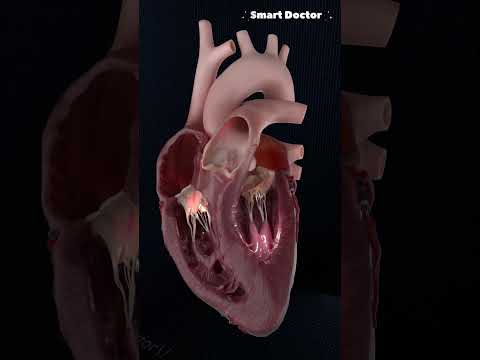 Close Up Of A Beating Heart Anterior