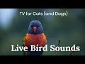 Various Bird Sounds, Tropical Bird Sounds, Cat TV, Bird Singing Sound, Make Your Cat Go CRAZY!