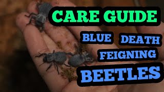 ALL YOU NEED TO KNOW | BLUE DEATH FEIGNING BEETLE  |  CARE GUIDE 2021