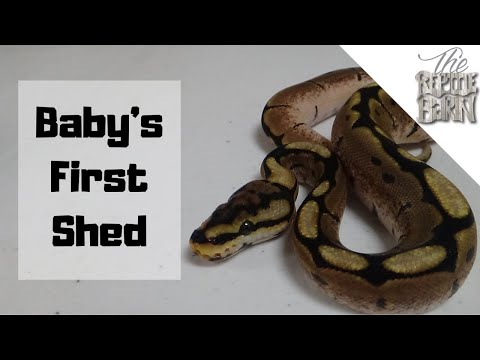 First Hold Back of 2020 | Baby Ball Python's First Shed