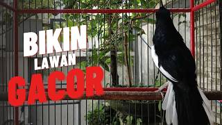 Kacer ngeplong dasar ini untuk Pancingan kacer bahan agar langsung nyaut gacor seketika!