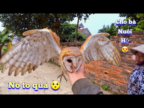 Video Lần Đầu Tiên Gặp Chim Cú Lợn Siêu To Và Tin Vui -... - youtube