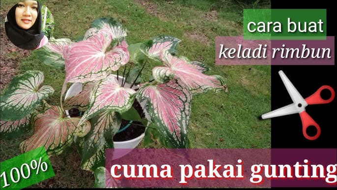 Bremen taun musiqachilari porno