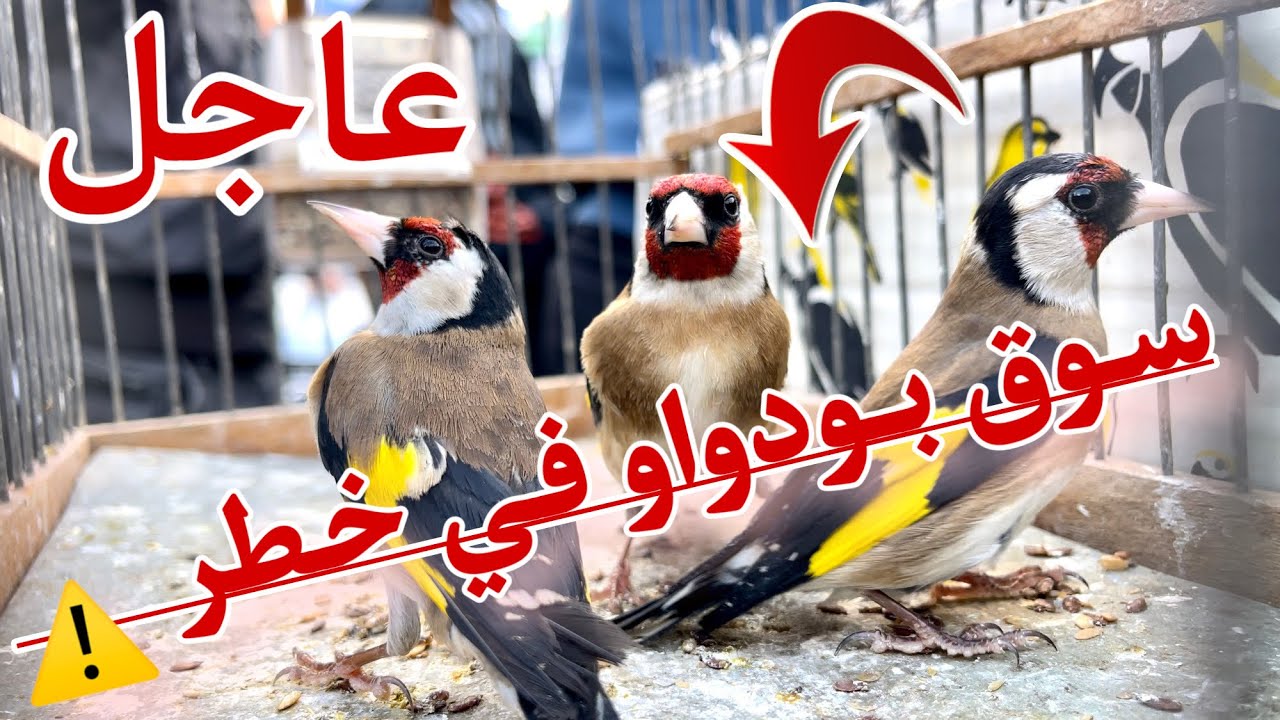 بائعي الحسون يصابون بالهلع اليوم وسوق بودواو للمقنين في خطر ⚠️ مجرد إحساس 😬