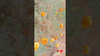 #hodeidah  #flowers​ #nature​ #ihavethisthingwithplants​