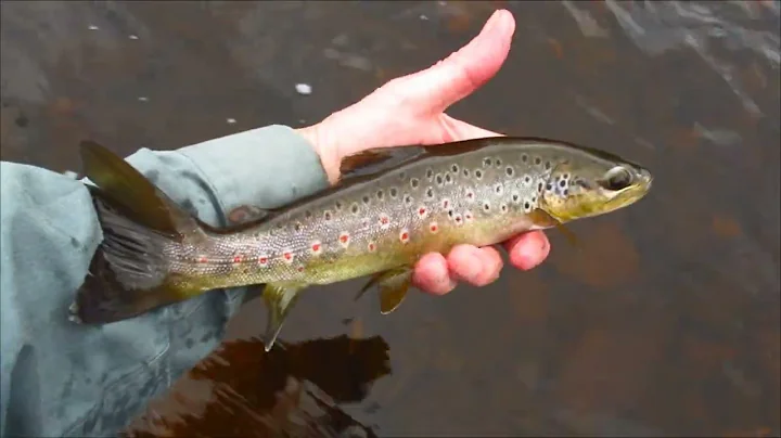 Good season starter with the Mepps Aglia-e Brite.