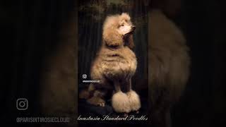 Standard poodle Inti Zarbazan Poseidon. Sire of all our pups, River’s, Rosie’s and her current litt