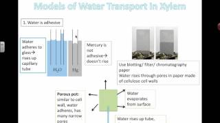 Models of Xylem Transport (IB Bio) (2015)
Models of Xylem Transport (IB Bio) (2015) Models of Xylem Transport (IB Bio) (2015)