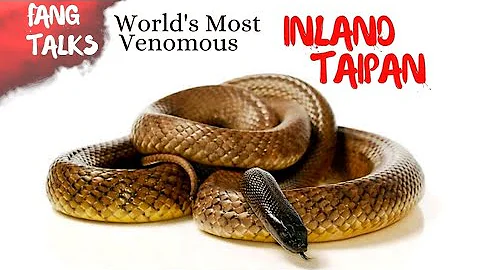 inland taipan,meet the worlds most venomous snake,
