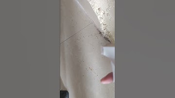 how to kill ants #shorts #trending