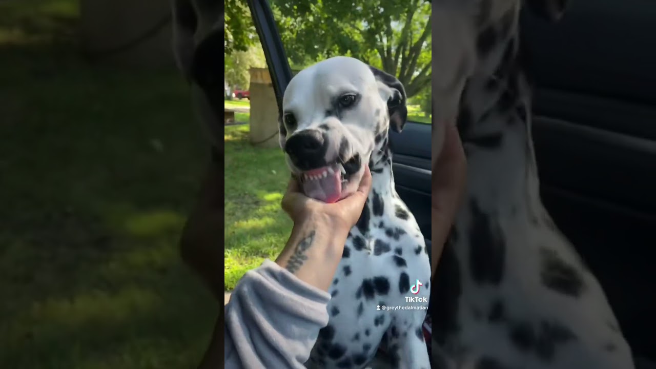 You won’t believe this Dalmatian’s personality! 😂
