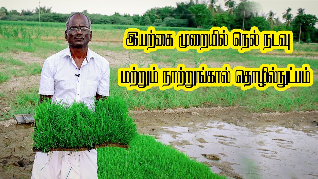 இயற்கை முறை  நெல் நடவு மற்றும் நாற்றங்கால் தொழில்நுட்பம் | Nature Paddy Cultivation | Agriculture