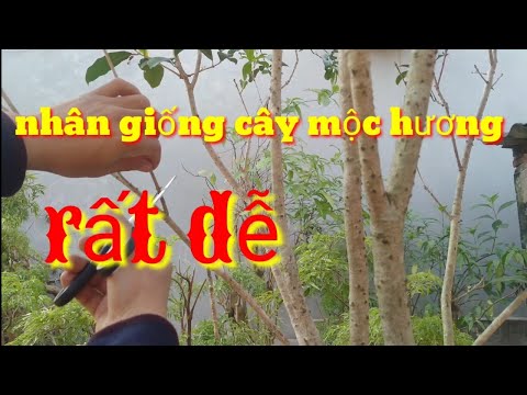 Video Nhân giống cây mộc hương rất dễ, trồng cây mộc sống... - youtube