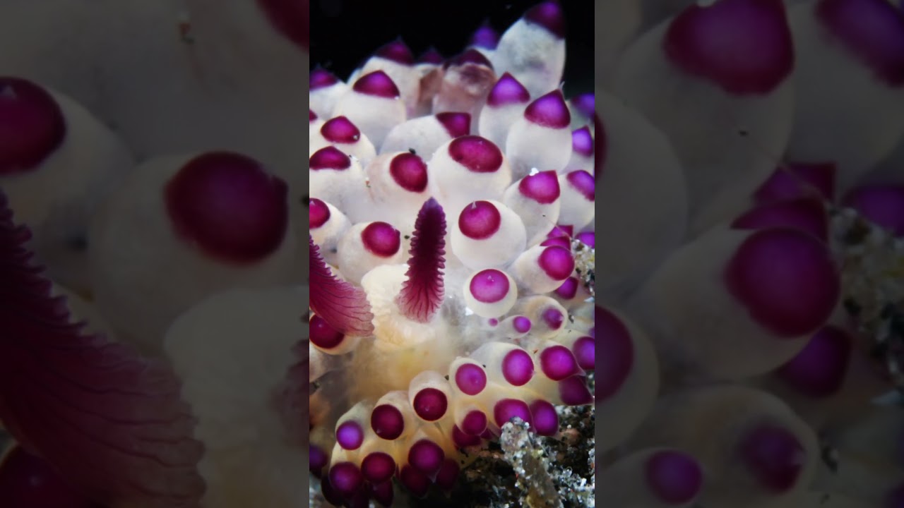 Завораживающий моллюск Janolus 🧬 Fascinating Janolus clam  !!!