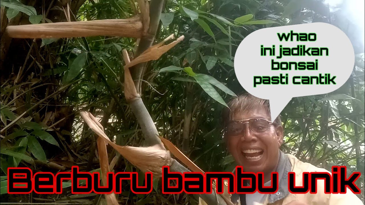 Berburu bambu unik untuk bonsai @sharkpri